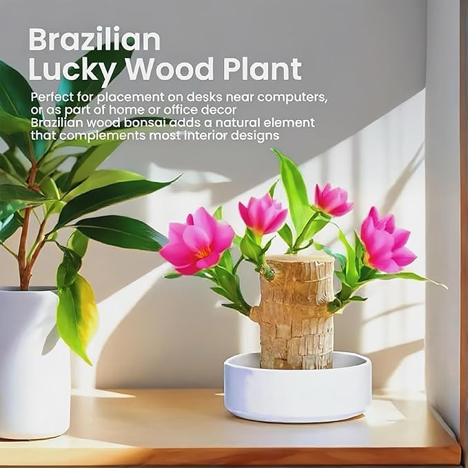 Lucky Wood Plant, Small Indoor Plant, Brazilian Wood Plants, About to Sprout, Office Desk Ornaments, Kitchen, Living Room, Home Decoration（Color Mixing）