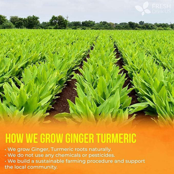 FreshDrinkUS, Premium 85 Ginger Turmeric Tea Bags, 100% Natural Ingredients, Hand-made Blend of Ginger and Turmeric Herbal Tea, Eco-conscious Tea Bags. No Sugar, No Caffeine, No Gluten, Vegan.